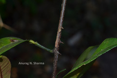 Zanthoxylum ovalifolium